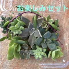 多肉植物 お楽しみセット カット苗のサムネイル