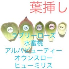 i 多肉植物　葉挿し　5枚セット　お試し　韓国苗葉挿しのサムネイル