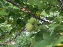 青梅 紅色青梅 無農薬 3キロのサムネイル