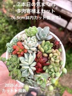 ② 本日の気まぐれ 多肉寄植えセット （6.5cm鉢内カット苗＋抜き苗全て