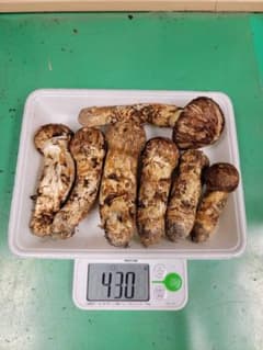 送料込み　岩手県産松茸 430gのサムネイル