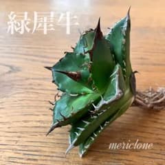 速達【GWフェア】20 特価品 サイズ大 黒棘 アガベ 緑犀牛 TC ② - メルカリ