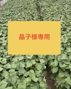【晶子様専用】紅はるか切り苗PVP付き200本のサムネイル