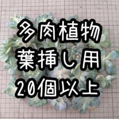 H15葉挿し用 【おまかせ】 多肉植物　カット苗　20個以上　宅急便コンパクトのサムネイル