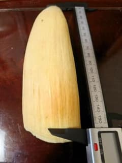 古い鯨の牙 16cm 370g◇ 鯨歯 鯨の歯 特大であるのサムネイル