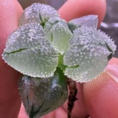 S*e様 多肉植物　ハオルチア　氷星球オブツーサ錦　変異系　超美品　希少 多肉植物 ハオルチア 氷星球オブツーサ錦 変異系 超美品 希少 - メルカリ