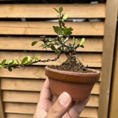 m34287871976_1.jpg?1743734684