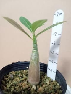 アデニウム実生苗のサムネイル
