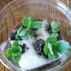 幸せいっぱい子宝草♪のサムネイル