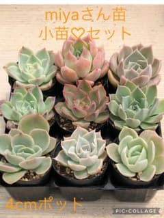 多肉植物 miyaさん苗♡箱詰めセット(メルカリ便) 多肉植物 miyaさん苗♡小苗セット - メルカリ
