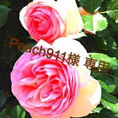 Peach911様専用のサムネイル
