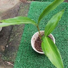 月桃の苗のサムネイル