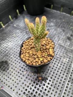 サボテンのサムネイル