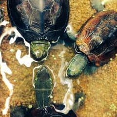 ゆずすけ様専用のサムネイル