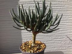 Aloe ramosissima　ラモシシマ　アロエ　実生　多肉植物　ディコトマのサムネイル
