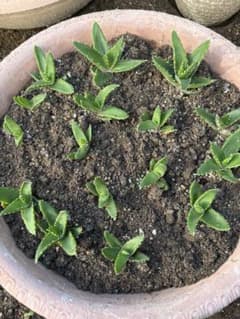 アロエ　不夜城　多肉植物 子株　4個セットのサムネイル