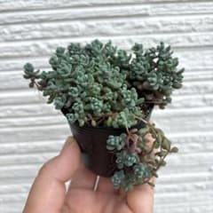パープルヘイズ　多肉植物　セダムのサムネイル