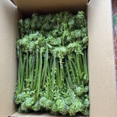 新鮮なこごみ 大量パック - メルカリ