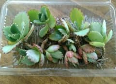 沖縄産の子宝草♪のサムネイル