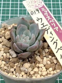 7.ウェディングベル 抜き苗 ミックスベリア おらいさん苗 多肉植物