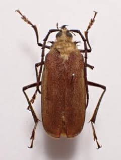 カミングスウスバカミキリ 標本 オス - メルカリ