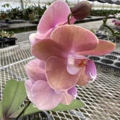 ミディー胡蝶蘭　タニータニー　 メルカリ便　Sun Kisses ミディー胡蝶蘭 Champion Sun Orange - メルカリ