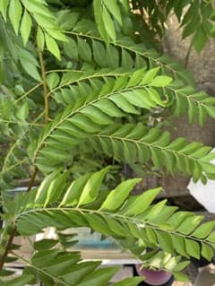Large curry leaves 50gのサムネイル