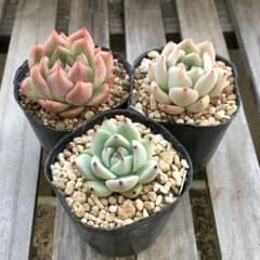 多肉植物 おらいさん 青札 4 - メルカリ