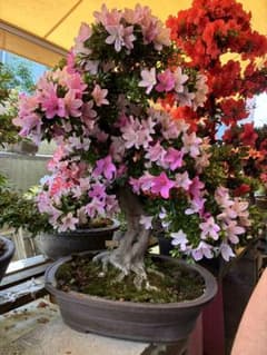 値下げ！！皐月盆栽 満開 鉢植え 富士桜 ⭐️値下げ⭐️皐月盆栽 満開 鉢植え 富士桜 - メルカリ