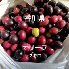 オリーブの実　香川県　手摘み　無農薬 2キロのサムネイル