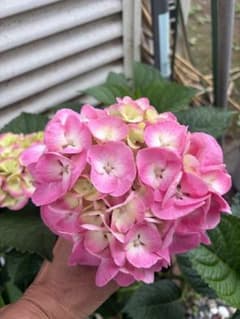 紫陽花　ピンク系　抜き苗で発送　2のサムネイル