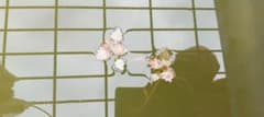 ヒシの苗 ５苗の出品です。 大型に成ります。のサムネイル