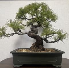 三河盆栽　石鎚五葉松　盆栽　松泉鉢 五葉松(四国五葉松 石鎚産) 実生70年物 陶泉緑泥鉢入 - メルカリ