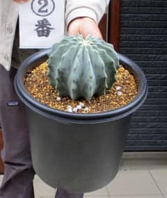 現品】刺サボテン・刺無王冠竜（オオカンリュウ）王冠竜の突然