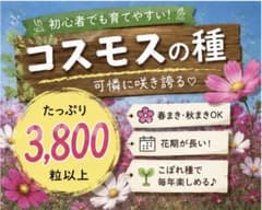 28g】コスモスの種（乾燥した種） 大容量☆お徳用 好評増量中