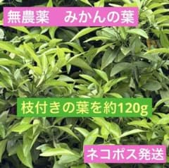 無農薬 みかんの葉 枝付き 約120gのサムネイル