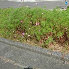 ドナルド ２枚のサムネイル