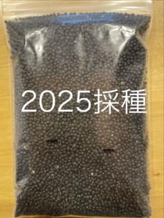 行者ニンニクの種子(2025採種) 200gのサムネイル