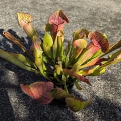 メルカリ便追跡可能 スワニアナ 食虫植物 サラセニアのサムネイル
