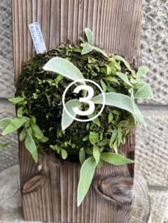 ③ P.veitchii Auburn River ベイチー「アーバンリバー」のサムネイル