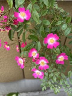 薔薇苗のサムネイル