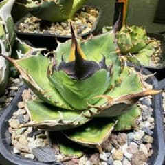 1680 アガベ agave titanota 緑サイ 優良血統子株 - メルカリ
