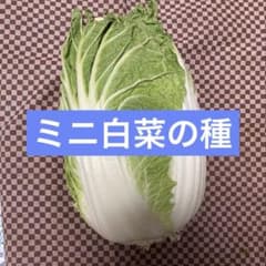ミニ白菜の種　１００粒以上のサムネイル