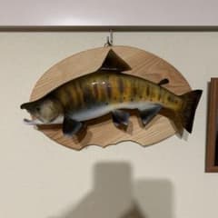 エイコロ様専用　ヤマメ　剥製　山女魚鼻曲がりシャクレ雄39センチのサムネイル