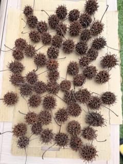 モミジバフウの実　木の実　自然素材110のサムネイル
