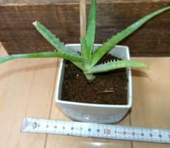 多肉植物 キダチアロエ ミニ抜き苗 - メルカリ