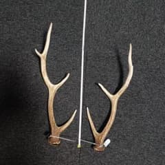 蝦夷鹿の角 インテリア装飾 約44cmのサムネイル
