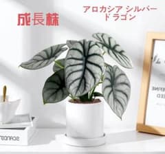 t*a様 MS328 10株セット アロカシア シルバードラゴン - メルカリ