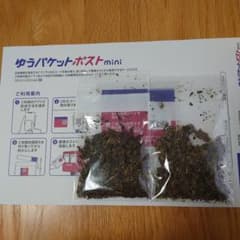 メナモミの種　２袋　ゆうパケットミニのサムネイル