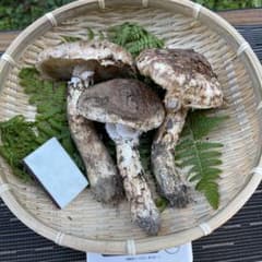 TAKEちゃん様専用【値下げ可】信州産 採りたて松茸 273gのサムネイル